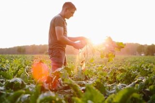 Wenn der Acker Getreide und Strom liefert