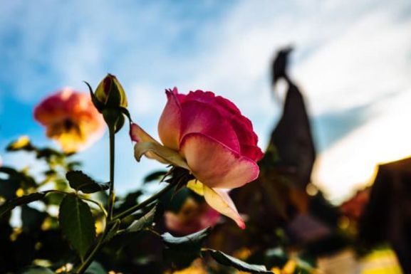 Sag’s mit Blumen: Wenn das Rosenbeet das Smartphone lädt