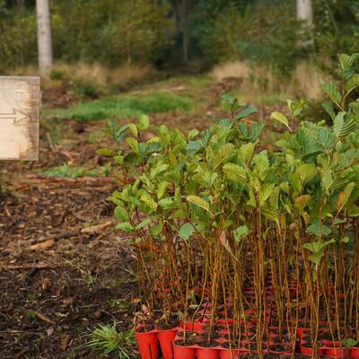 Waldaufforstung mit Plant-My-Tree