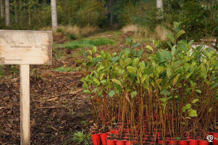 E.VITA Kunden ermöglichen Aufforstungsprojekt in Bokhorst.