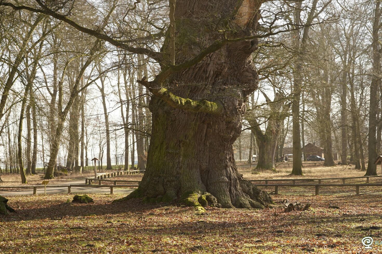 Weihnachten mit Wurzeln: Mammutbäume für unsere Geschäftspartner