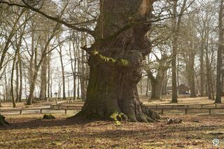 Weihnachten mit Wurzeln: Mammutbäume für unsere Geschäftspartner