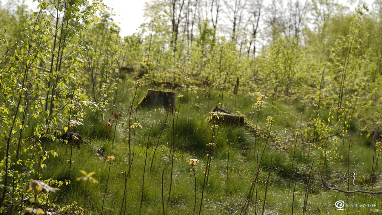Pflanzung von Bäume auf einer Aufforstungsfläche, im Hintergrund ein Wald.