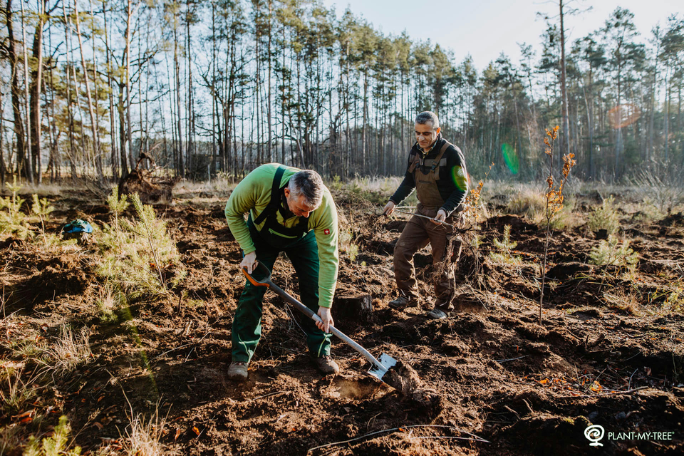 Pflanzung von Bäume auf einer Aufforstungsfläche, im Hintergrund ein Wald.