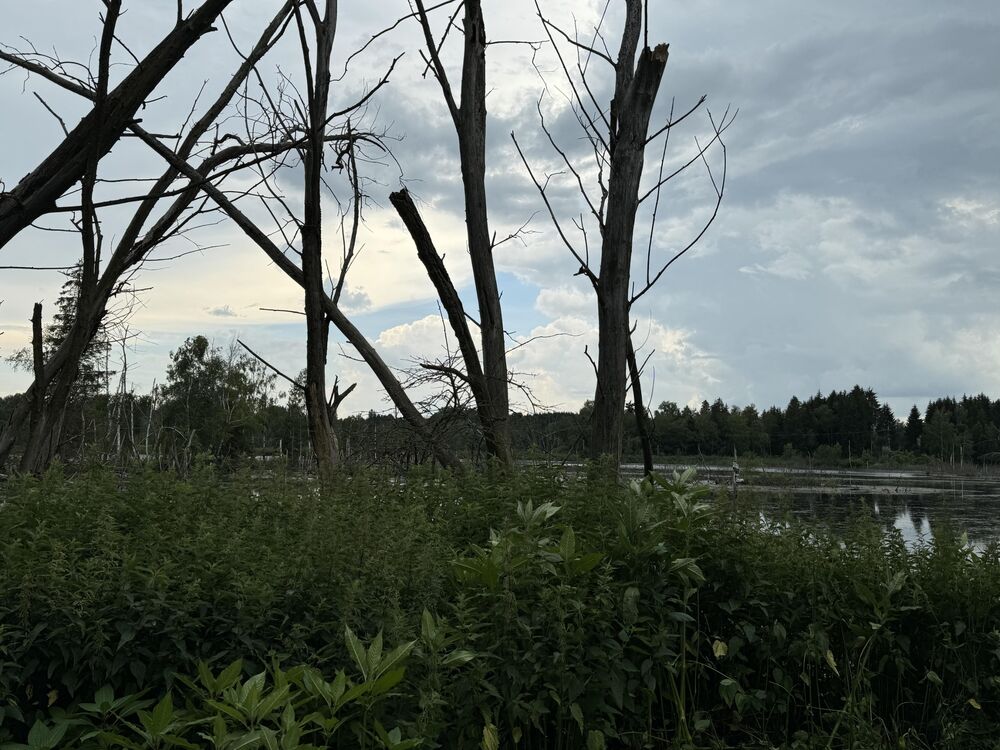 Bild Hochmoor Bayern